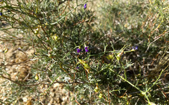 Psorothamnus arborescens
