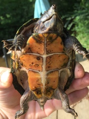 Sternotherus peltifer