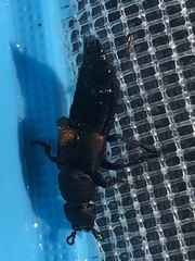 Platydracus fossator