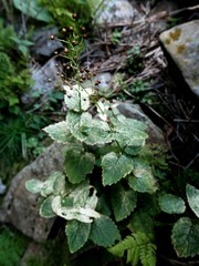 Scrophularia alpestris