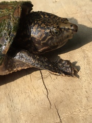 Sternotherus peltifer