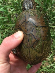 Sternotherus peltifer