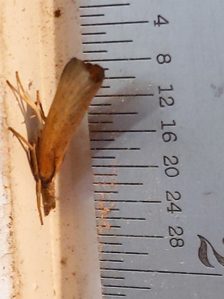 Pediasia laciniellus