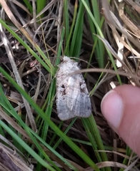 Xestia normanianus