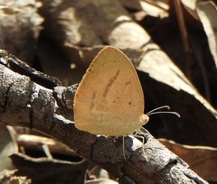 Eurema herla