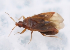 Cardiastethus fasciiventris