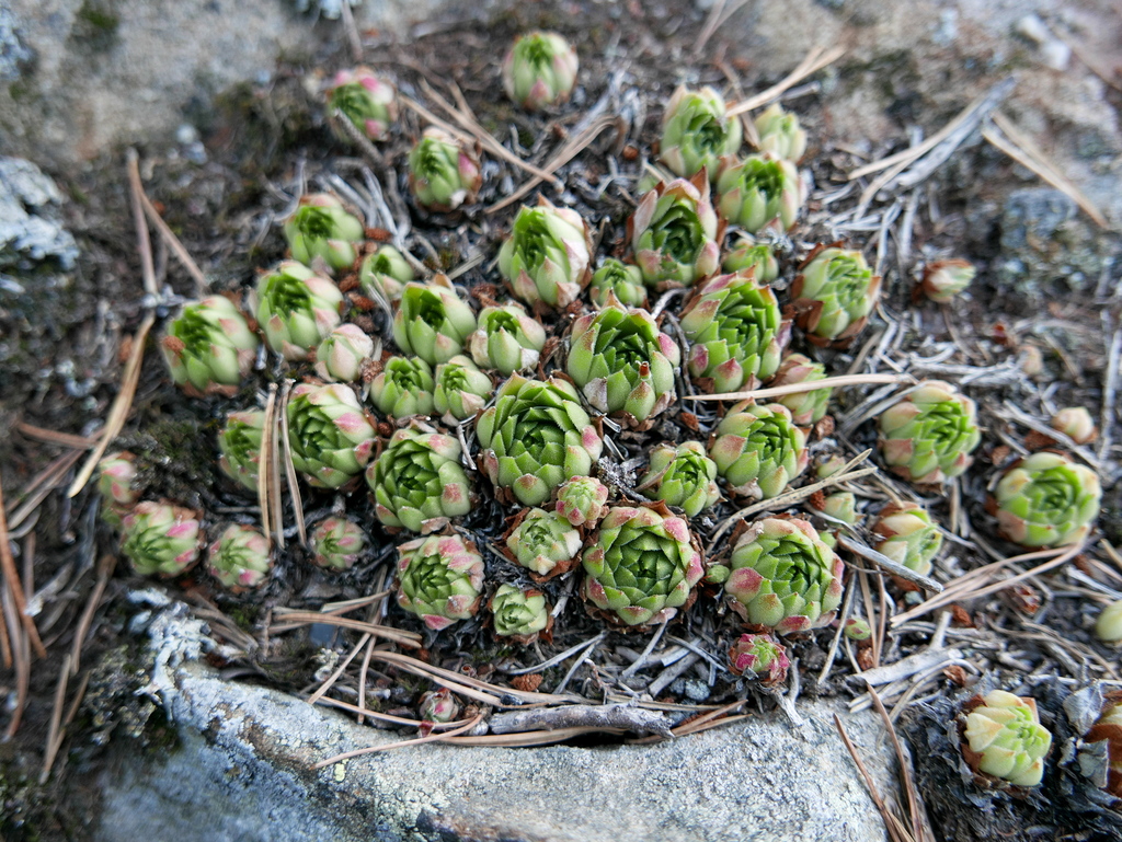 Sempervivum vicentei
