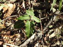 Leichhardtia lloydii