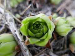 Sempervivum vicentei