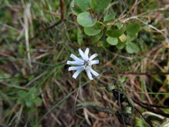 Silene ciliata