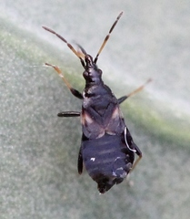 Temnostethus gracilis