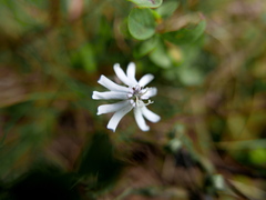 Silene ciliata