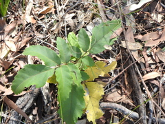 Cupaniopsis tomentella
