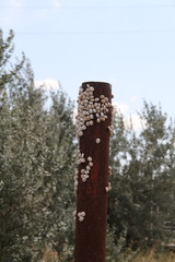 Xeropicta derbentina