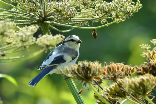 Mésange azurée