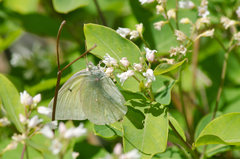 Colias alexandra