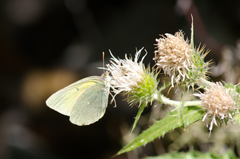 Colias alexandra