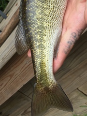 Micropterus henshalli