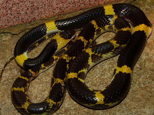 Photo of a Laotian Wolf Snake (Lycodon laoensis)