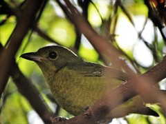 Telophorus olivaceus