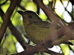 Telophorus olivaceus