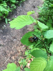 Bombus sylvicola
