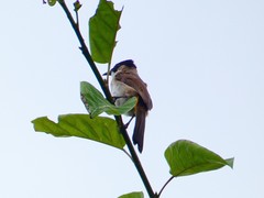 Pycnonotus xanthorrhous