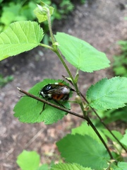 Bombus sylvicola