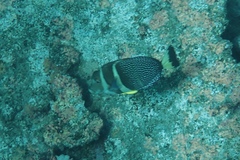 Acanthurus guttatus