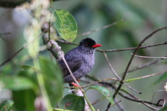Hypsipetes ganeesa