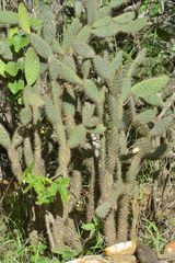 Tacinga palmadora
