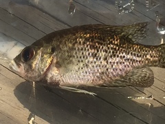 Ambloplites ariommus