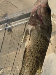 Ambloplites ariommus