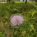 photo of Field Thistle (Cirsium discolor)