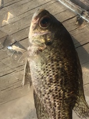 Ambloplites ariommus