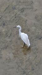 Egretta garzetta