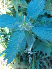 Urtica dioica
