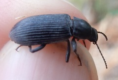 Xylopinus saperdoides