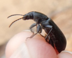 Xylopinus saperdoides