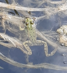 Pelophylax