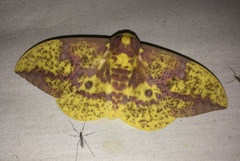 Eacles imperialis pini