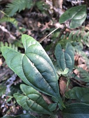 Dioscorea transversa