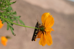 Catantopinae