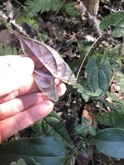 Dioscorea transversa