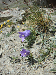 Campanula alpestris