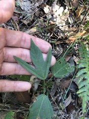 Hibiscus heterophyllus