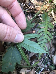 Hibiscus heterophyllus