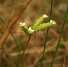 Mitreola