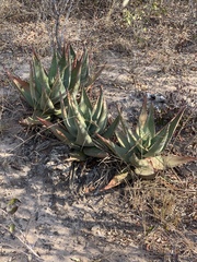 Aloe petricola