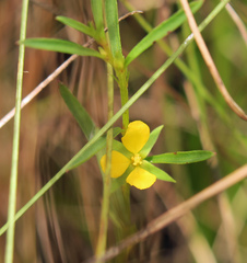 Image of Ludwigia linifolia